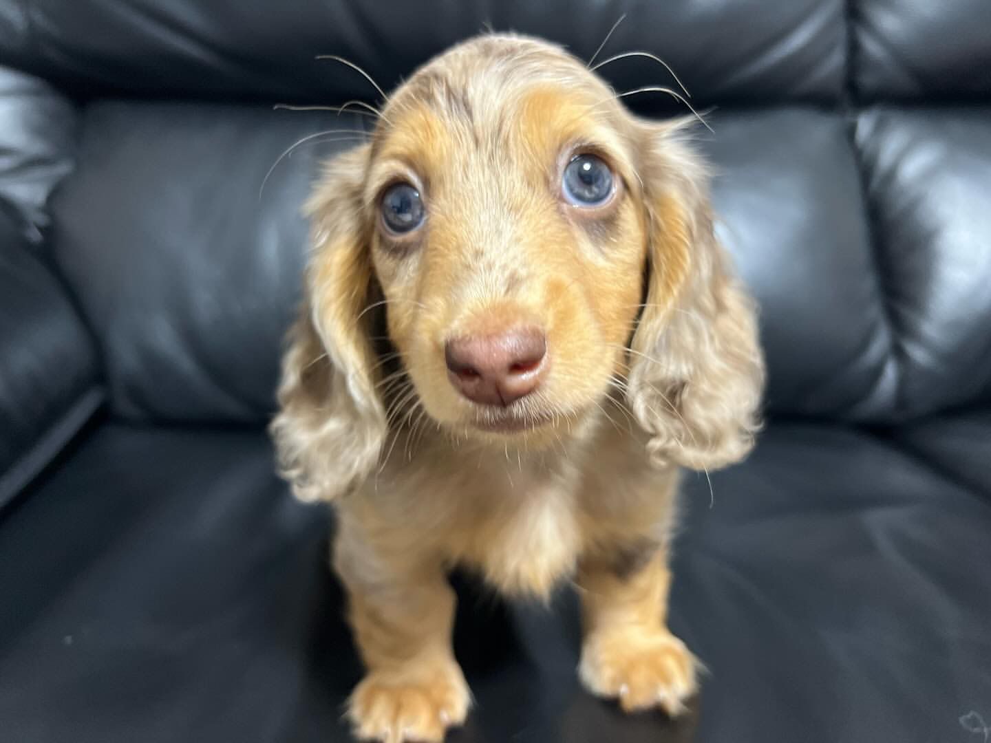 Coco